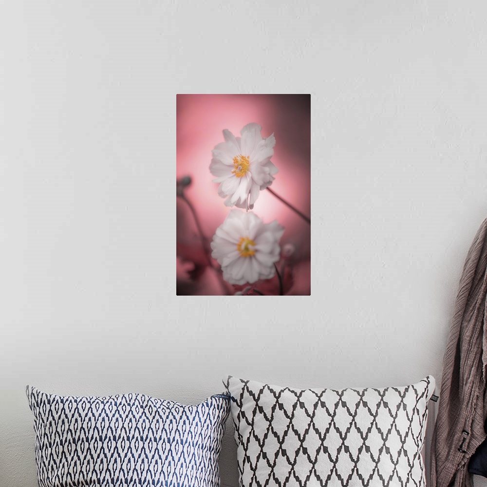 A bohemian room featuring Close-up of two white anemones on a pink background.