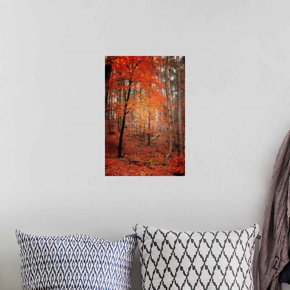 A bohemian room featuring A red tree in a forest in autumn