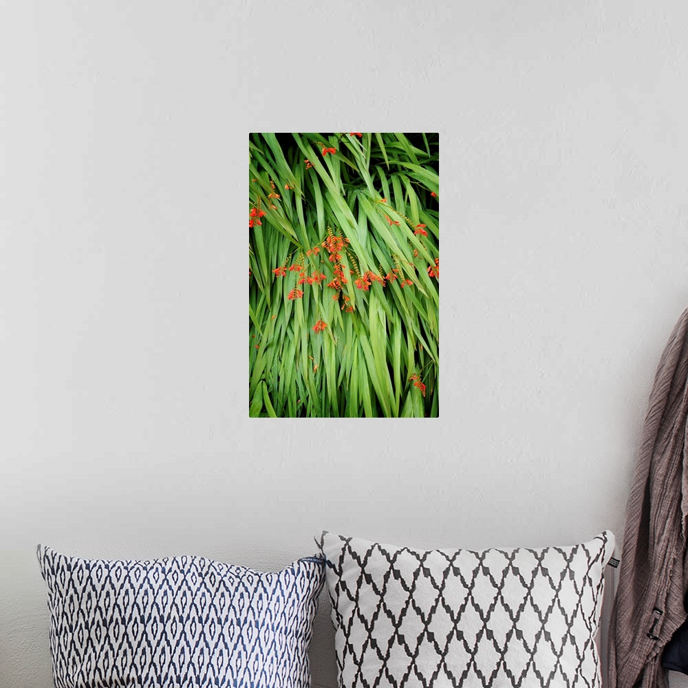 A bohemian room featuring Fine art photo of blades of grass pointing down with small orange flowers.
