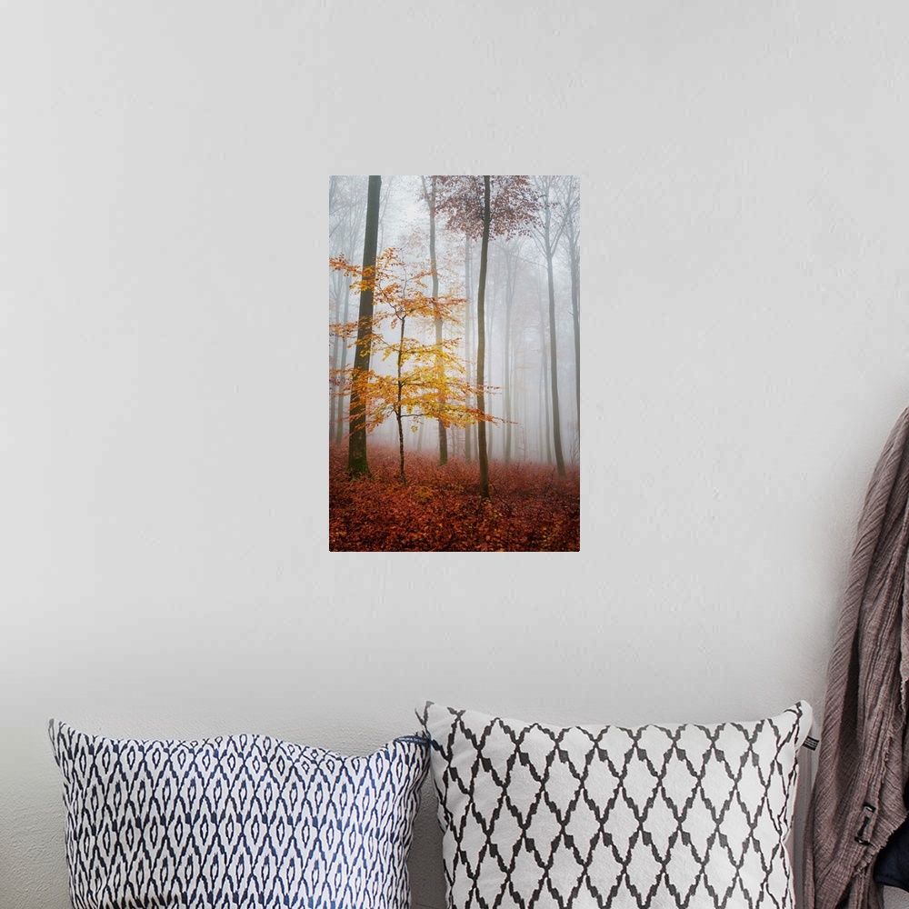 A bohemian room featuring Fine art photo of a misty forest of slender trees in fall colors.