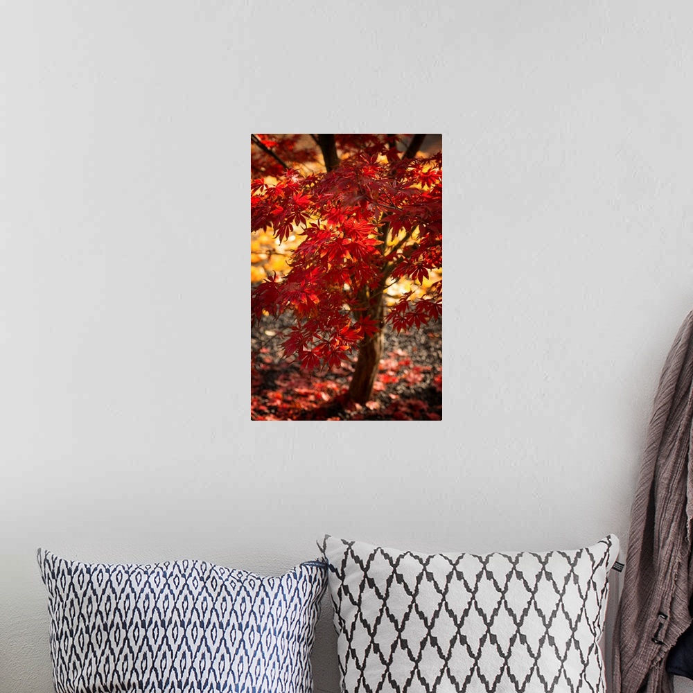 A bohemian room featuring Fine art photograph of a Japanese maple tree with bright red leaves.
