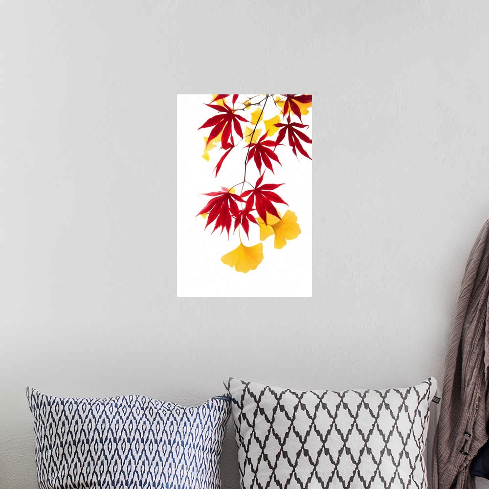 A bohemian room featuring Mix of maple leaves and ginkgo