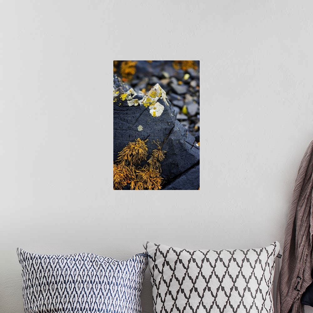 A bohemian room featuring Fine art photo of round fungus growing on a sharp rock in a forest.