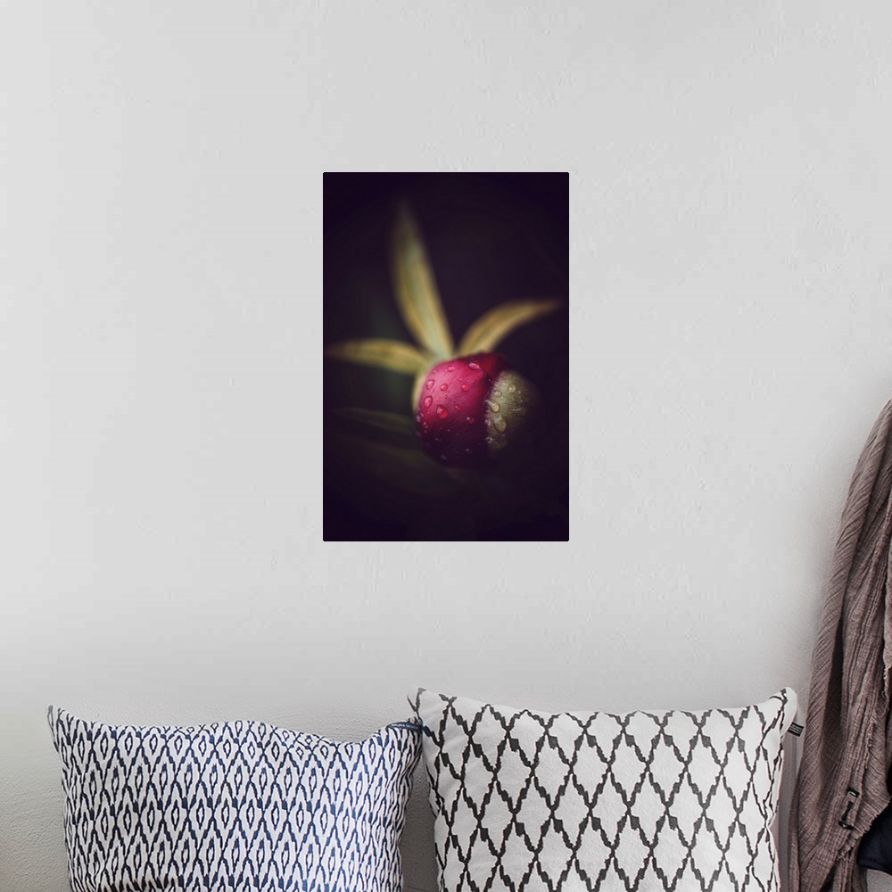 A bohemian room featuring Peony bud on black background