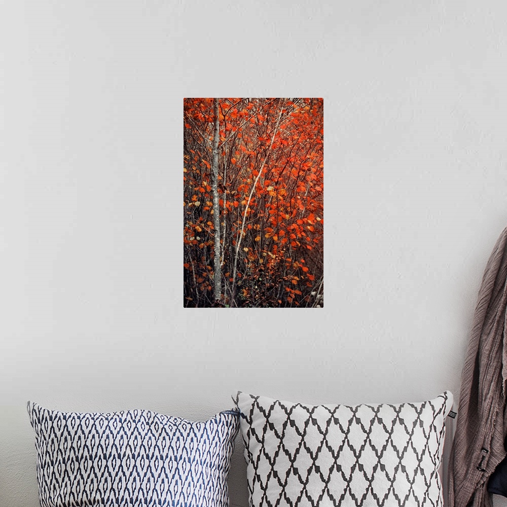 A bohemian room featuring Fine art photo of a tree with a narrow trunk and several bright leaves in the fall.
