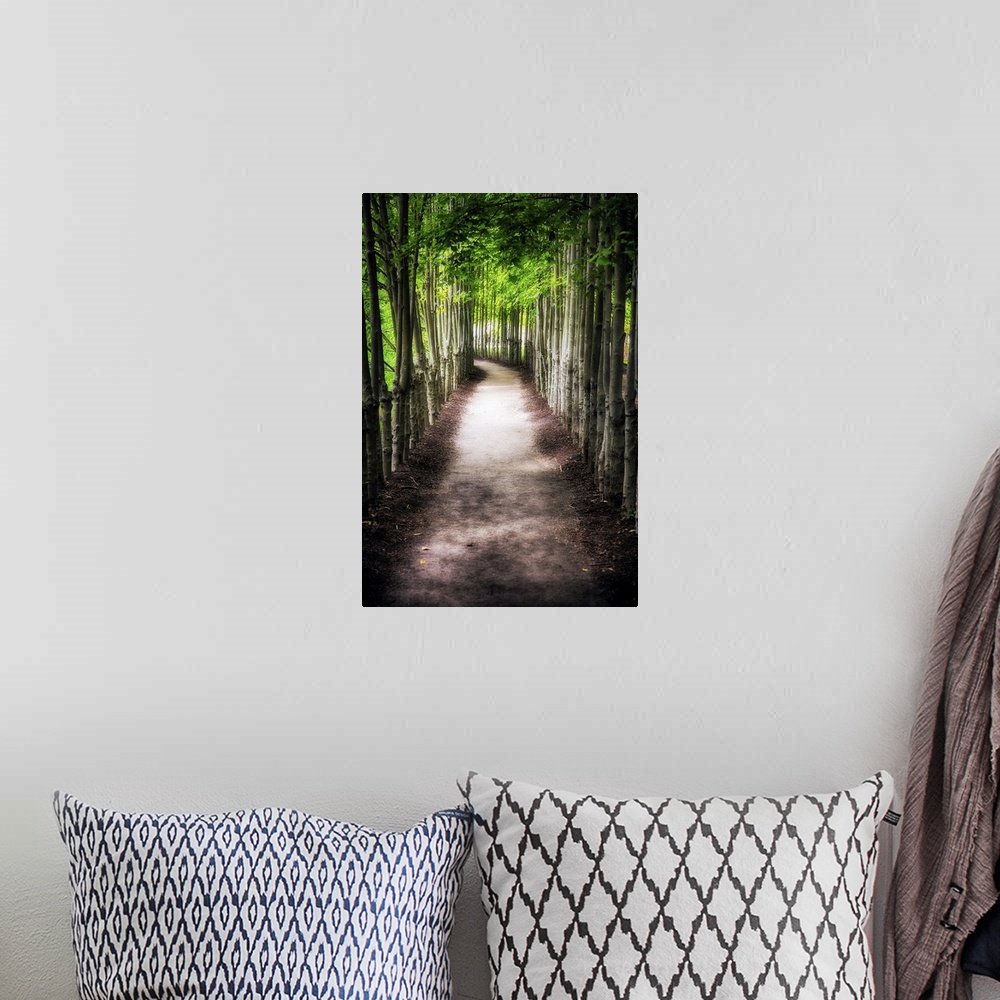 A bohemian room featuring A photograph of a path lined with tall thin trees.