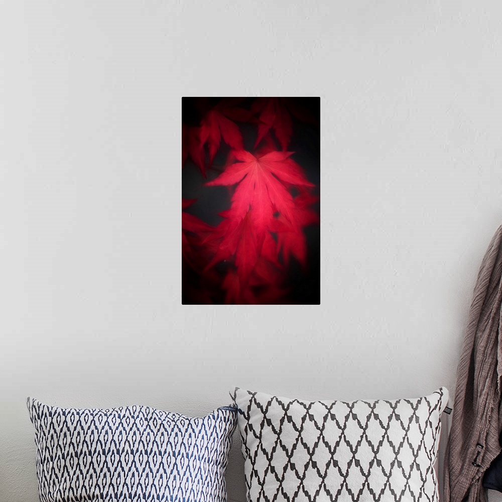 A bohemian room featuring Red leaf of japanese maple close up