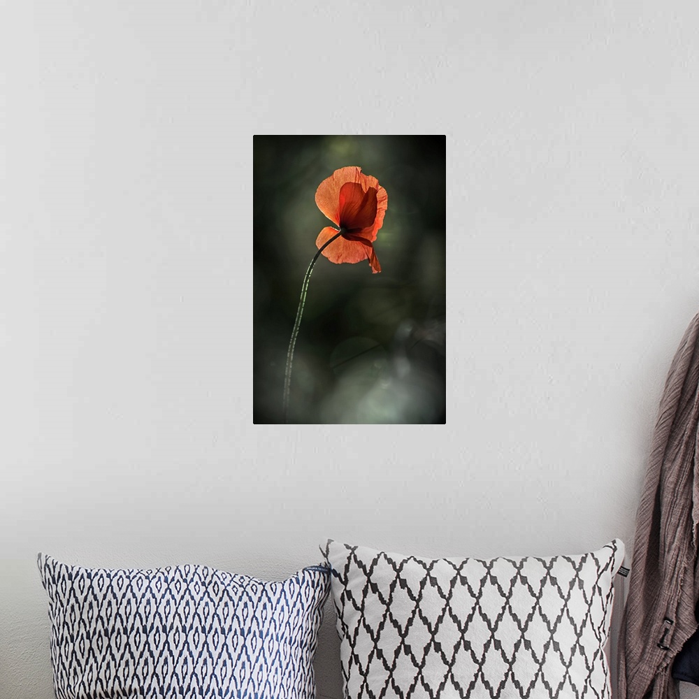A bohemian room featuring Fine art photo of a single red poppy rising up against a bokeh background.