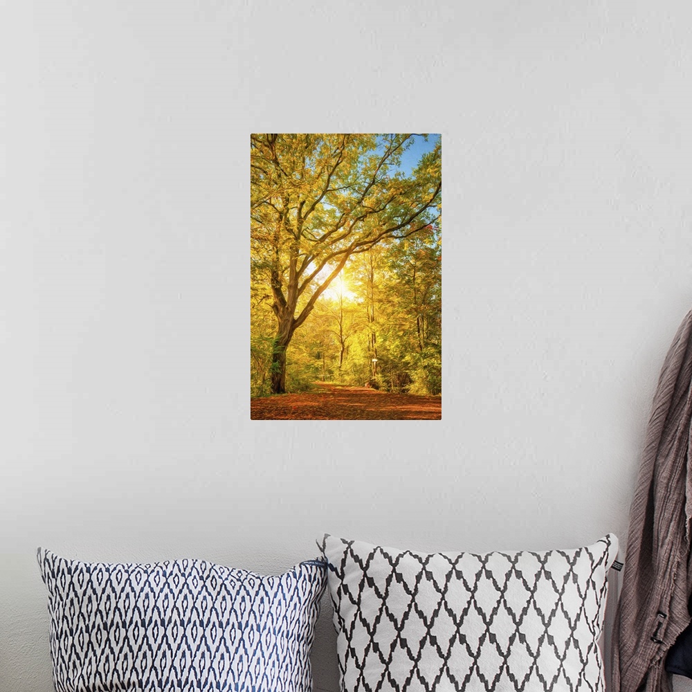 A bohemian room featuring Photo Expressionism - The sun passes through a forest in autumn.
