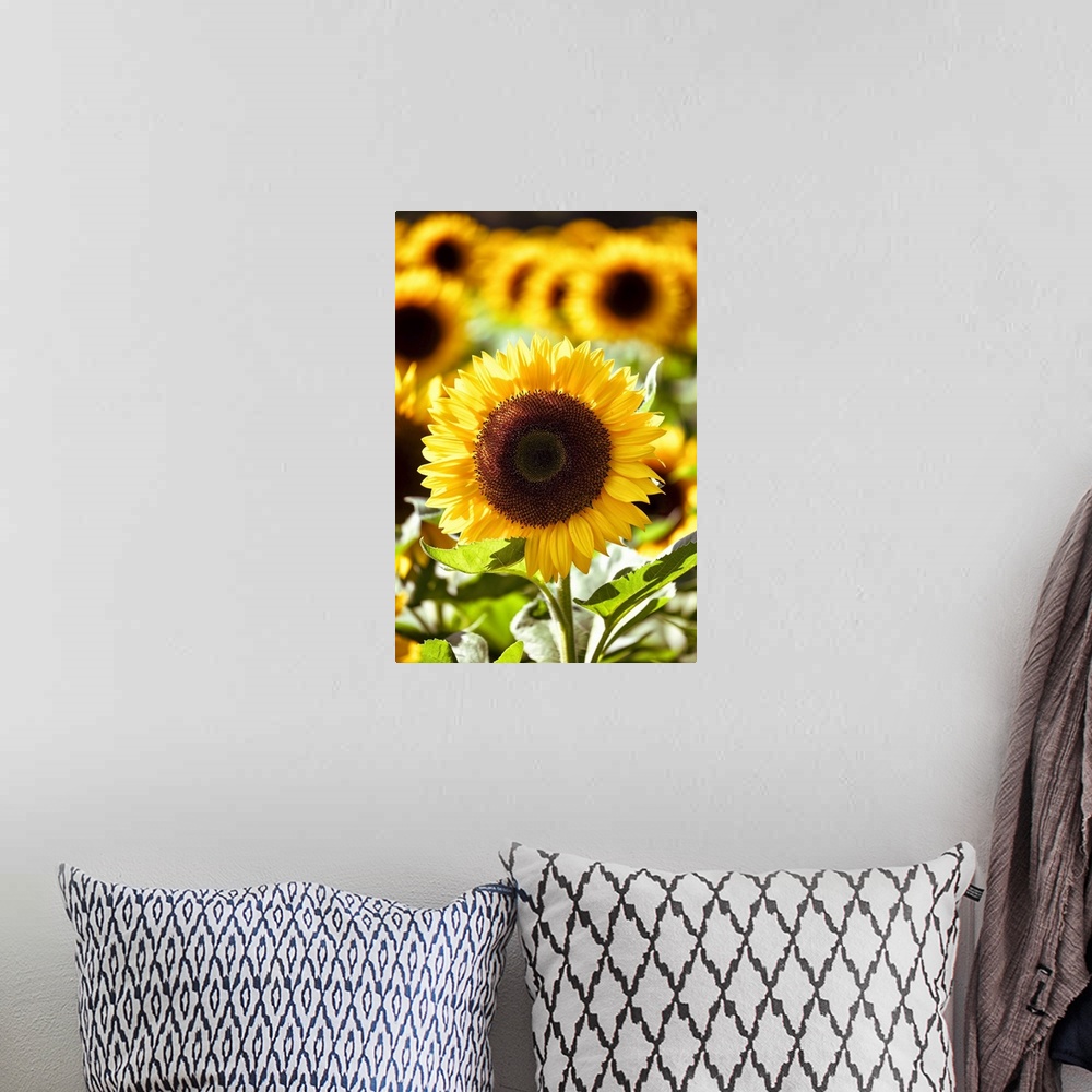 A bohemian room featuring Sunflower Close Up in a Field of Sunflowers.