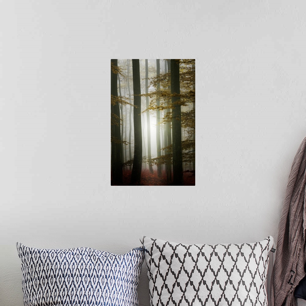 A bohemian room featuring Fine art photo of a misty forest illuminated with light from the setting sun.