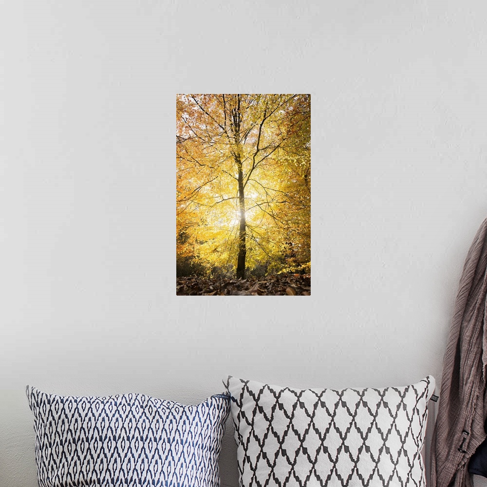 A bohemian room featuring Single yellow lighting tree at fall in a forest in France, vertical shot with hard light in the c...