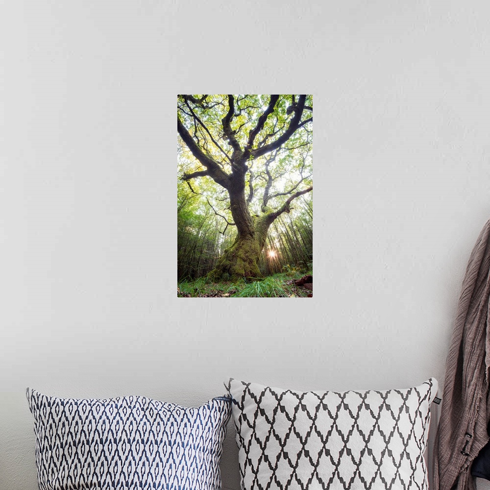 A bohemian room featuring Artistic photograph of a gnarled tree in a woodland grove with sunlight piercing the canopy.