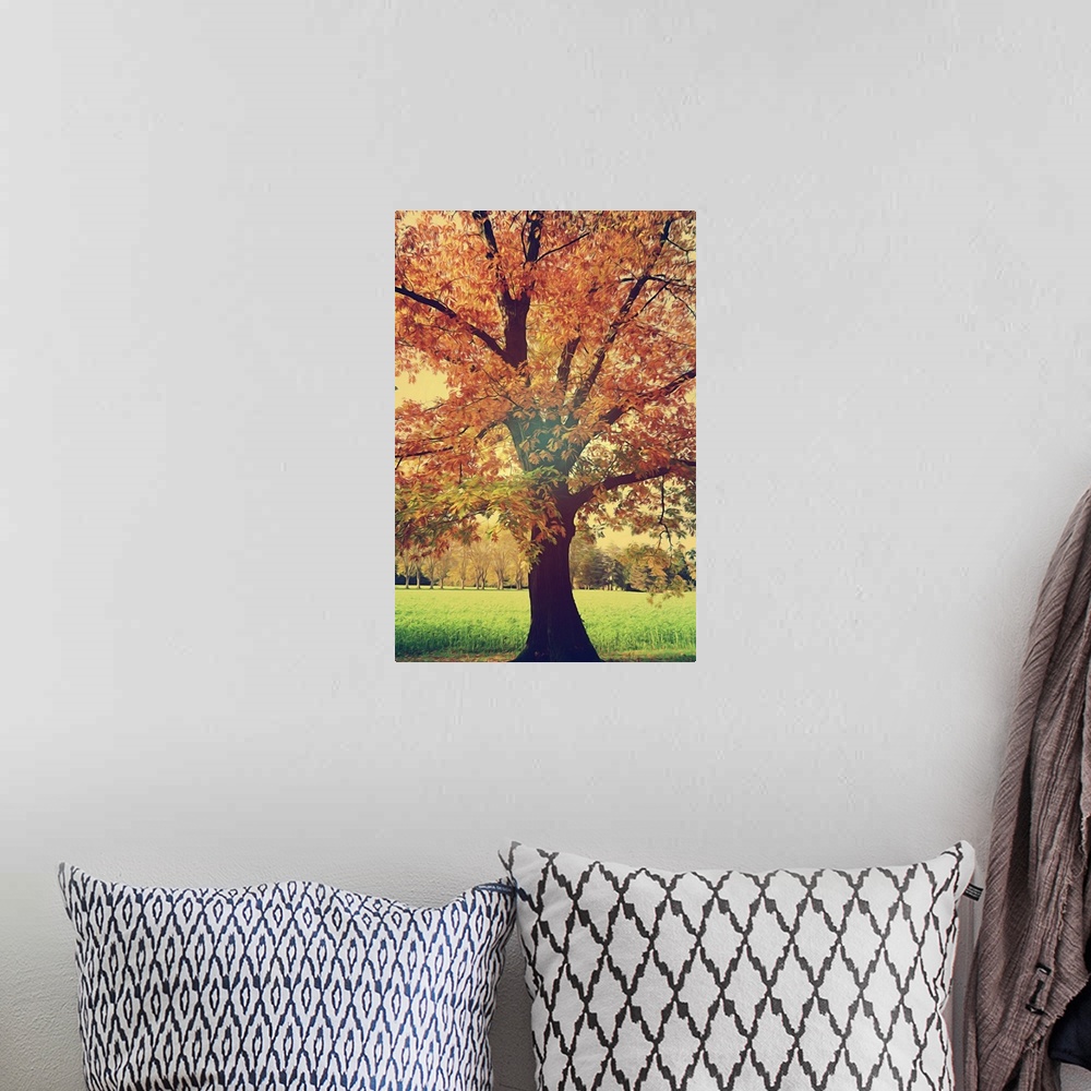 A bohemian room featuring An oak tree in autumn