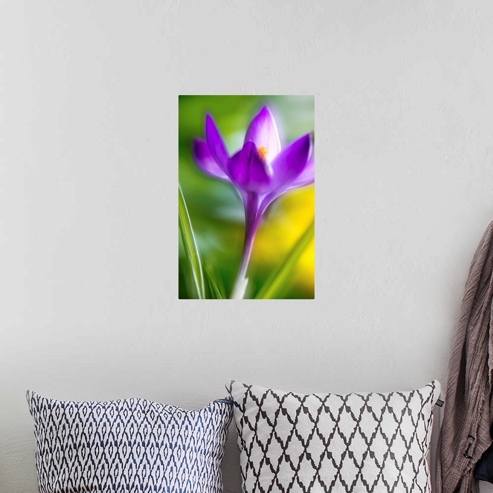 A bohemian room featuring Double exposure of a Crocus flower giving it a dreamy look.