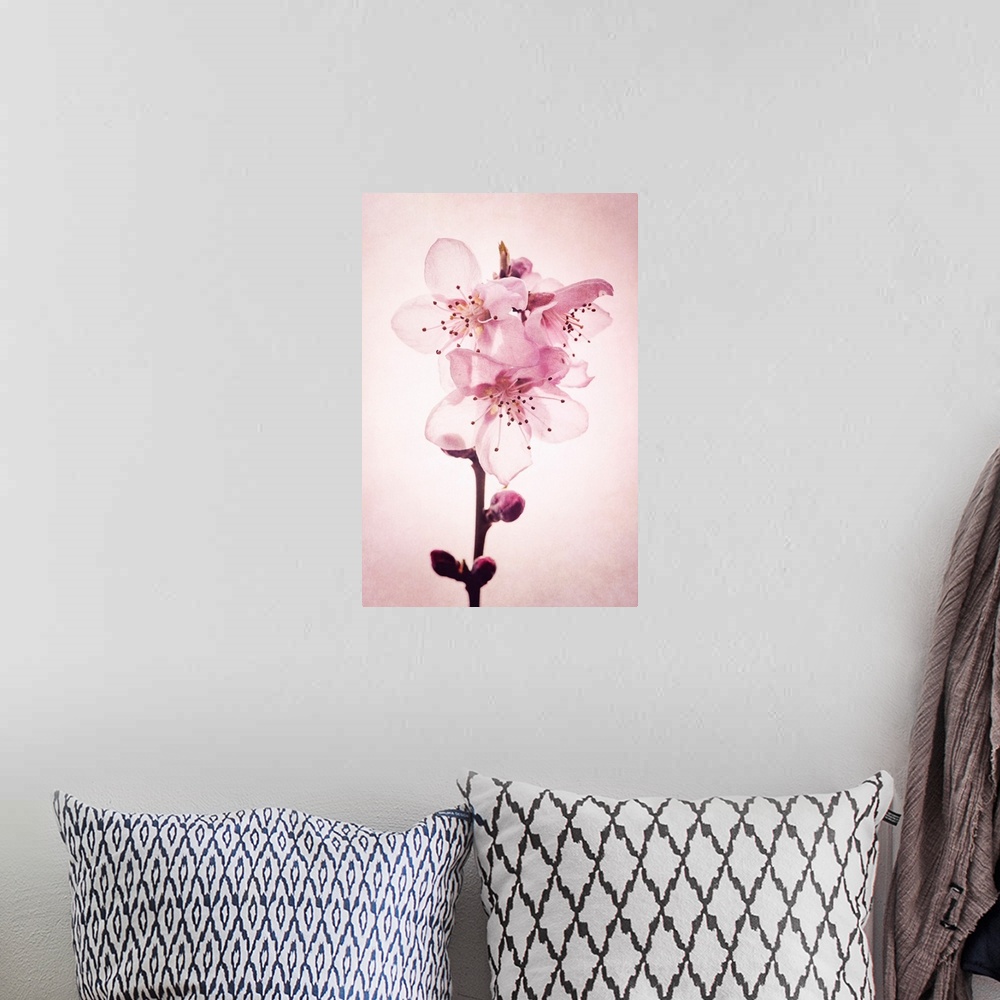 A bohemian room featuring Cherry blossoms with photo texture