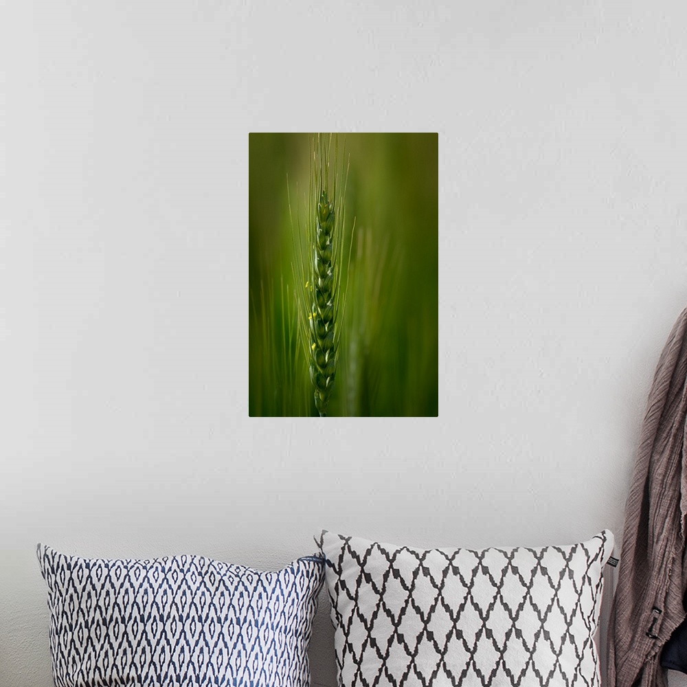 A bohemian room featuring Close up of a green stalk of wheat.