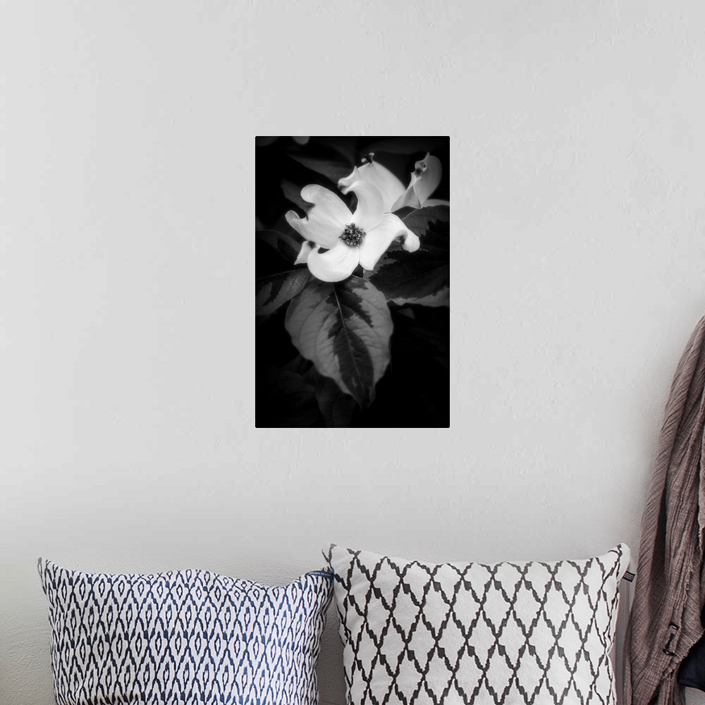 A bohemian room featuring Dogwood flower in black and white