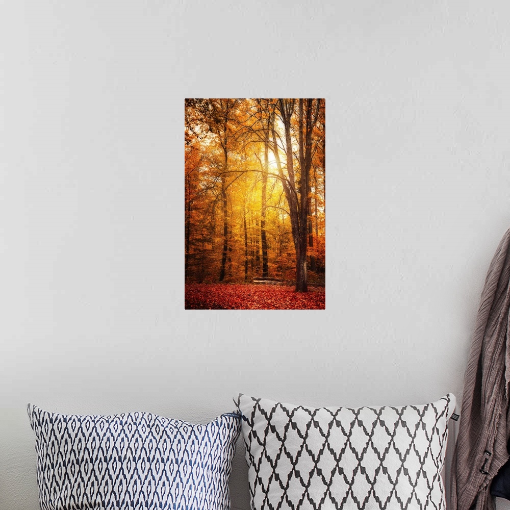 A bohemian room featuring The sun passes through a forest in autumn