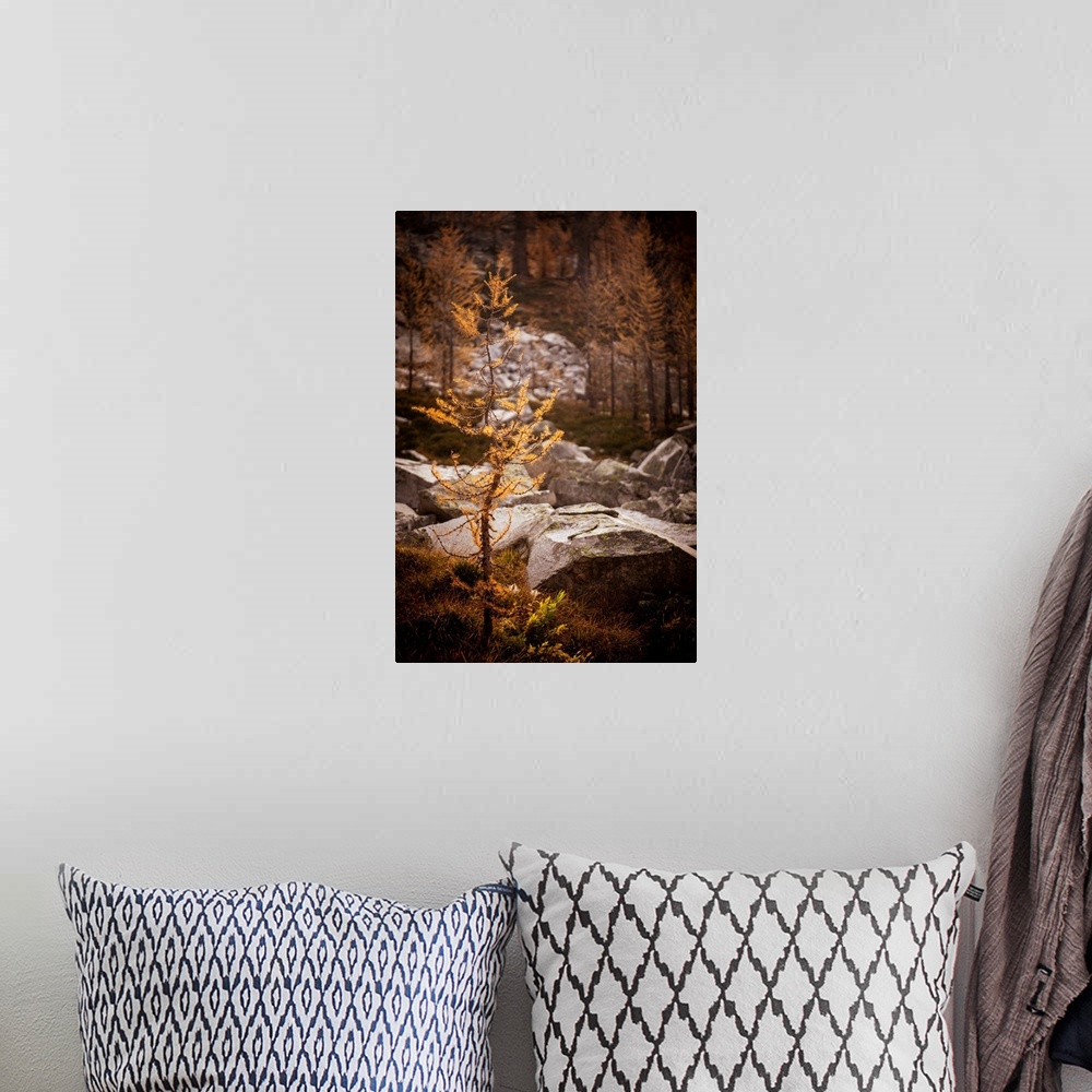 A bohemian room featuring Close-up of a young alpine larch, in the mountains of British Columbia, Canada. There are large r...