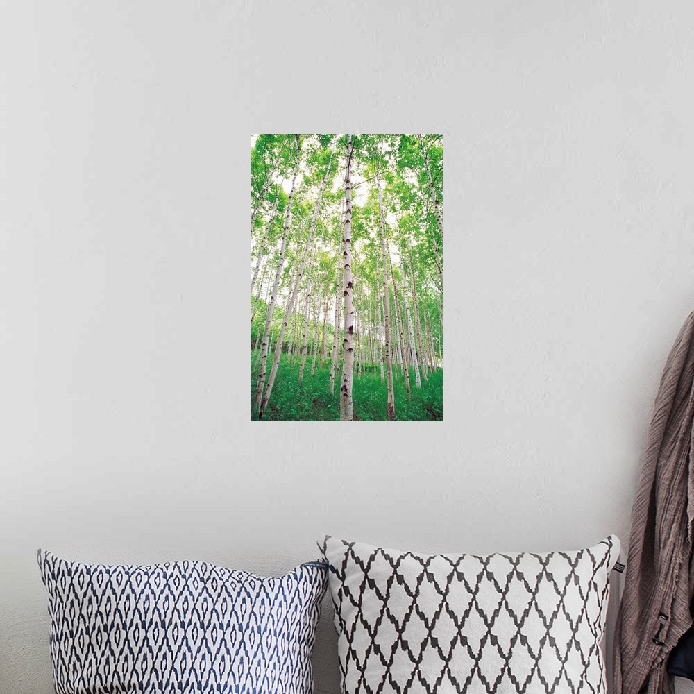 A bohemian room featuring Aspen Trees, View From Below