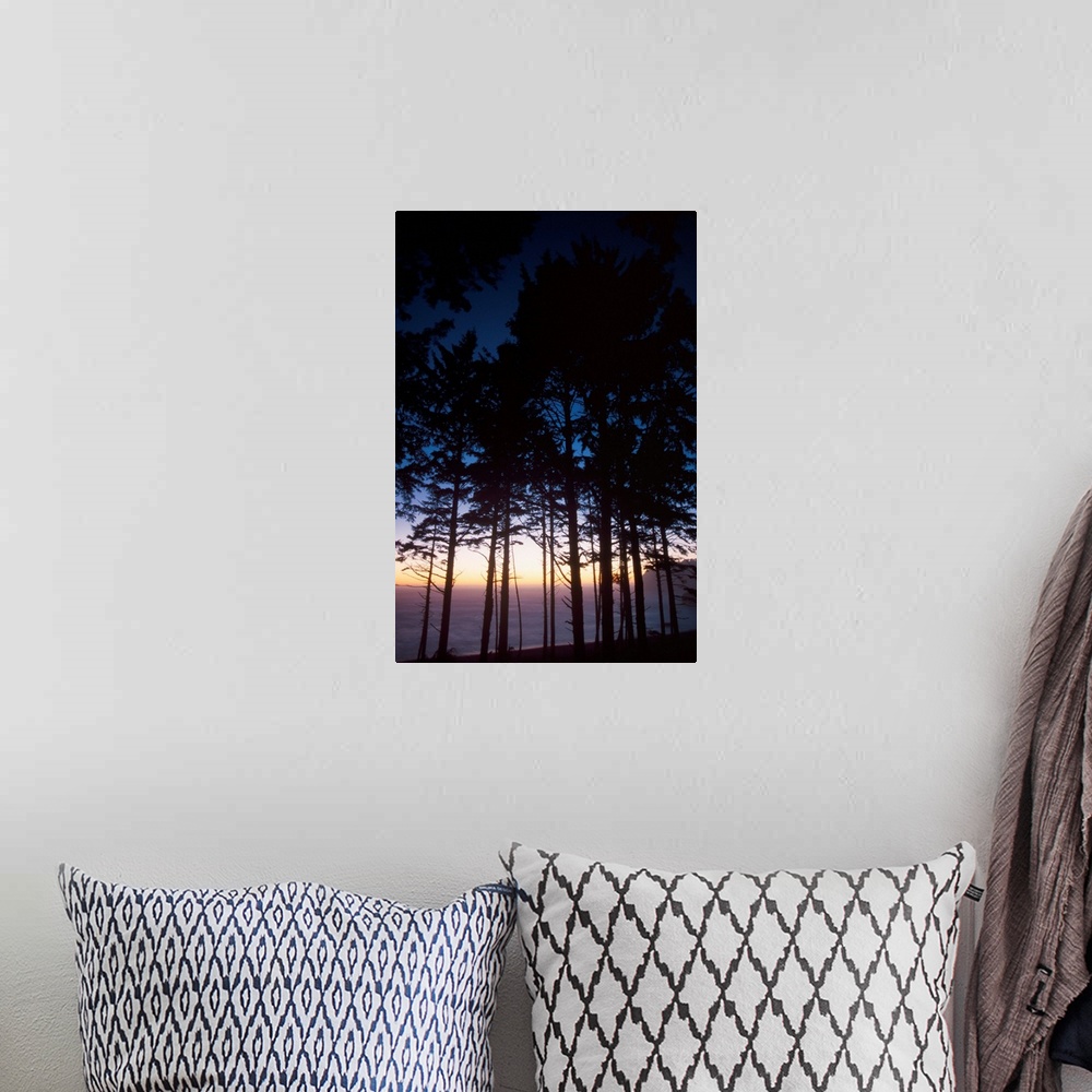 A bohemian room featuring Back Lit Pine Trees At Second Beach