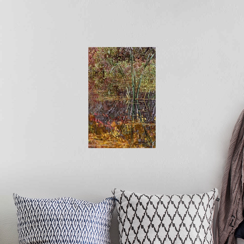 A bohemian room featuring Cattails and autumn color leaves reflected in pond water, New York
