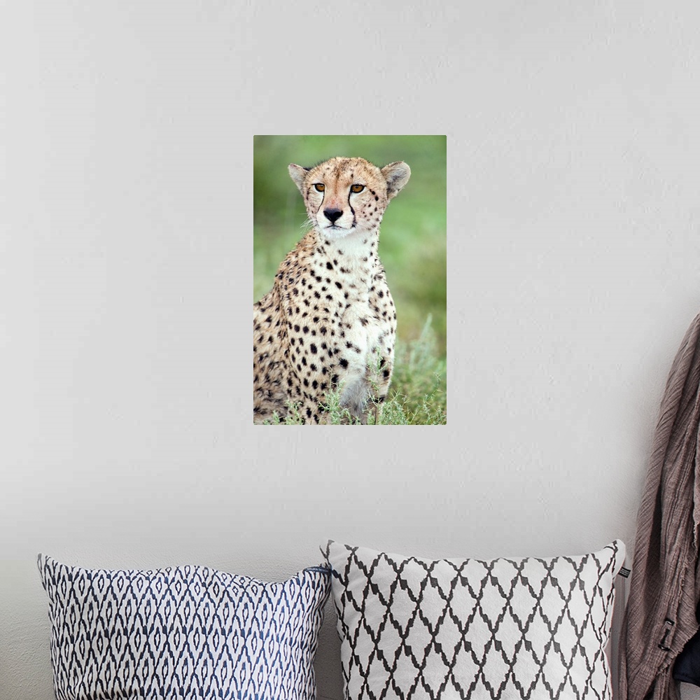 A bohemian room featuring Close-up of a female cheetah in a forest, Ndutu, Ngorongoro, Tanzania