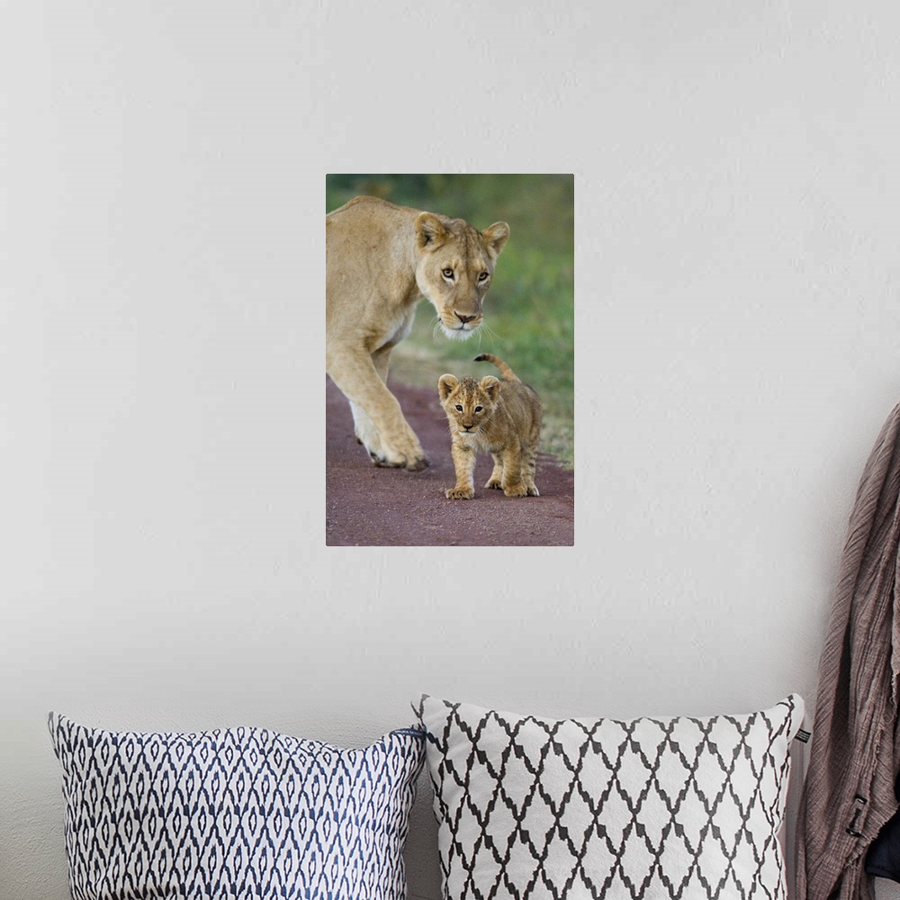 A bohemian room featuring Close-up of a lioness and her cub, Ngorongoro Crater, Ngorongoro Conservation Area, Tanzania (Pan...