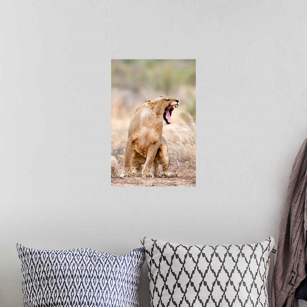 A bohemian room featuring Close up of a lioness (Panthera leo), Samburu National Park, Kenya