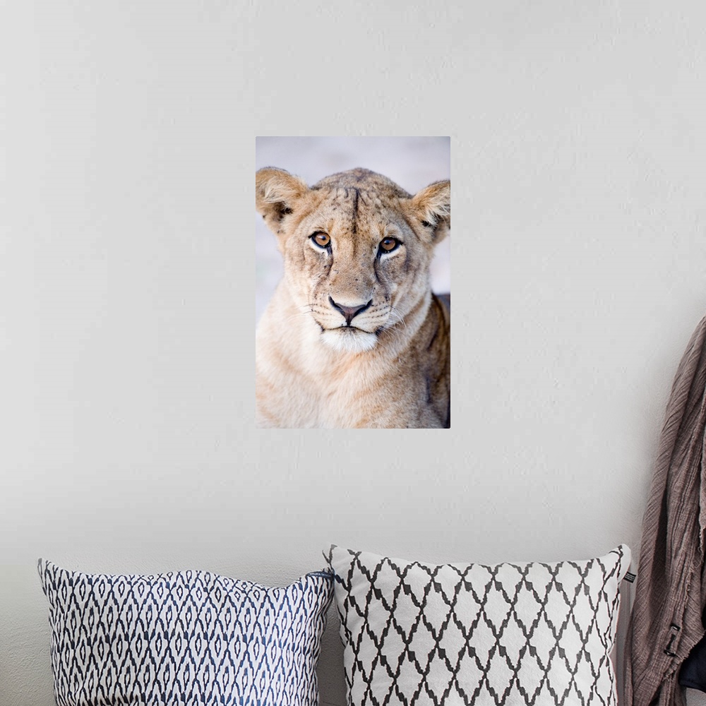 A bohemian room featuring Close-up of a lioness, Tarangire National Park, Tanzania