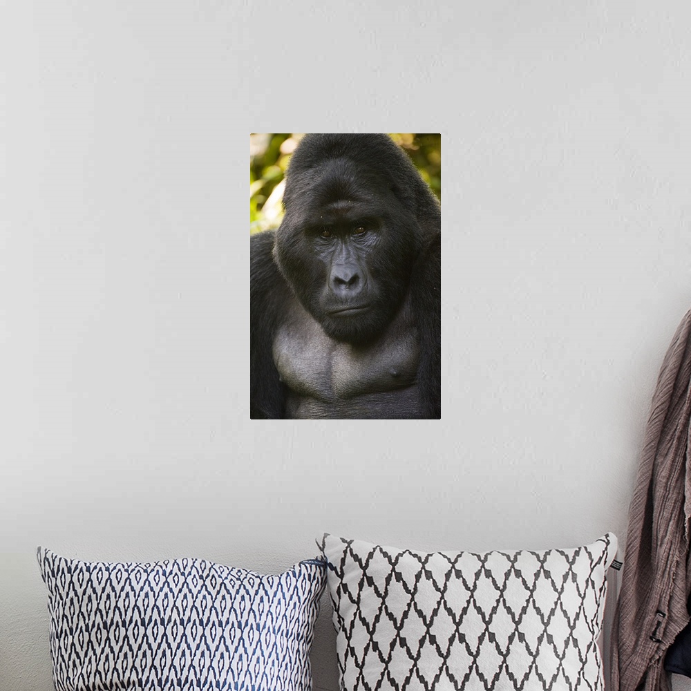 A bohemian room featuring Close up of a Mountain gorilla (Gorilla beringei beringei
