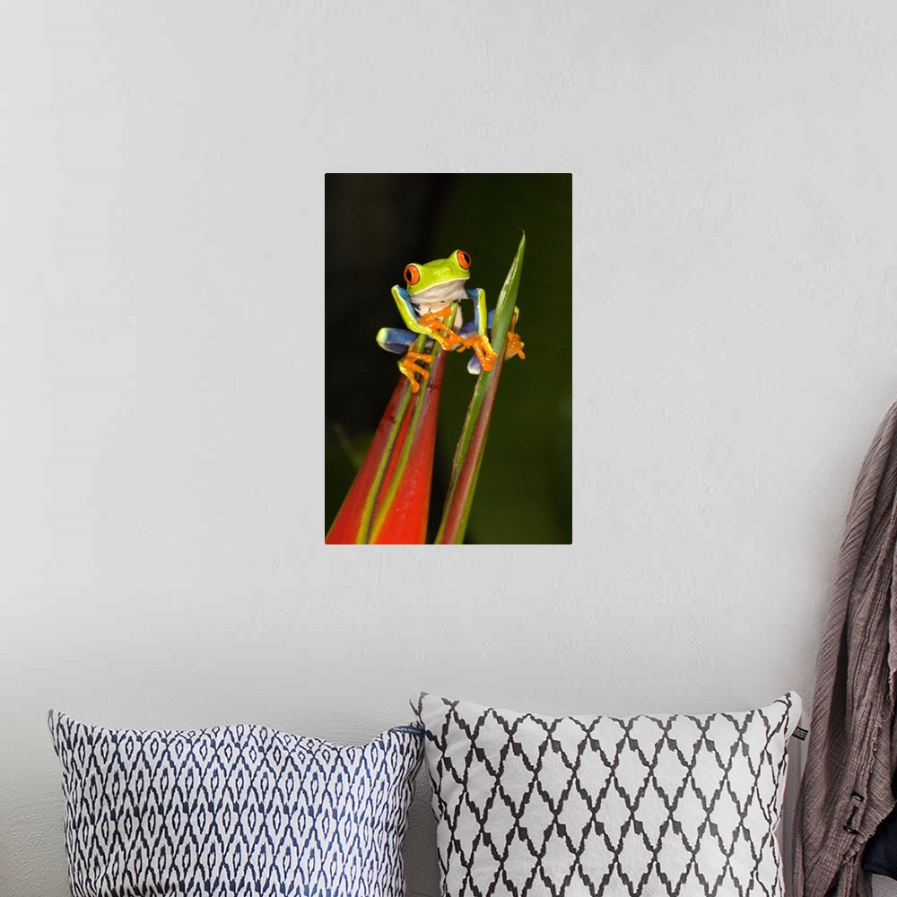 A bohemian room featuring Vertical photo on canvas of a tree frog crawling on the top of a flower.