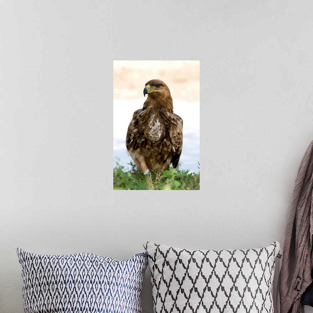 A bohemian room featuring Close up of a Tawny eagle (Aquila rapax), Ndutu, Ngorongoro, Tanzania