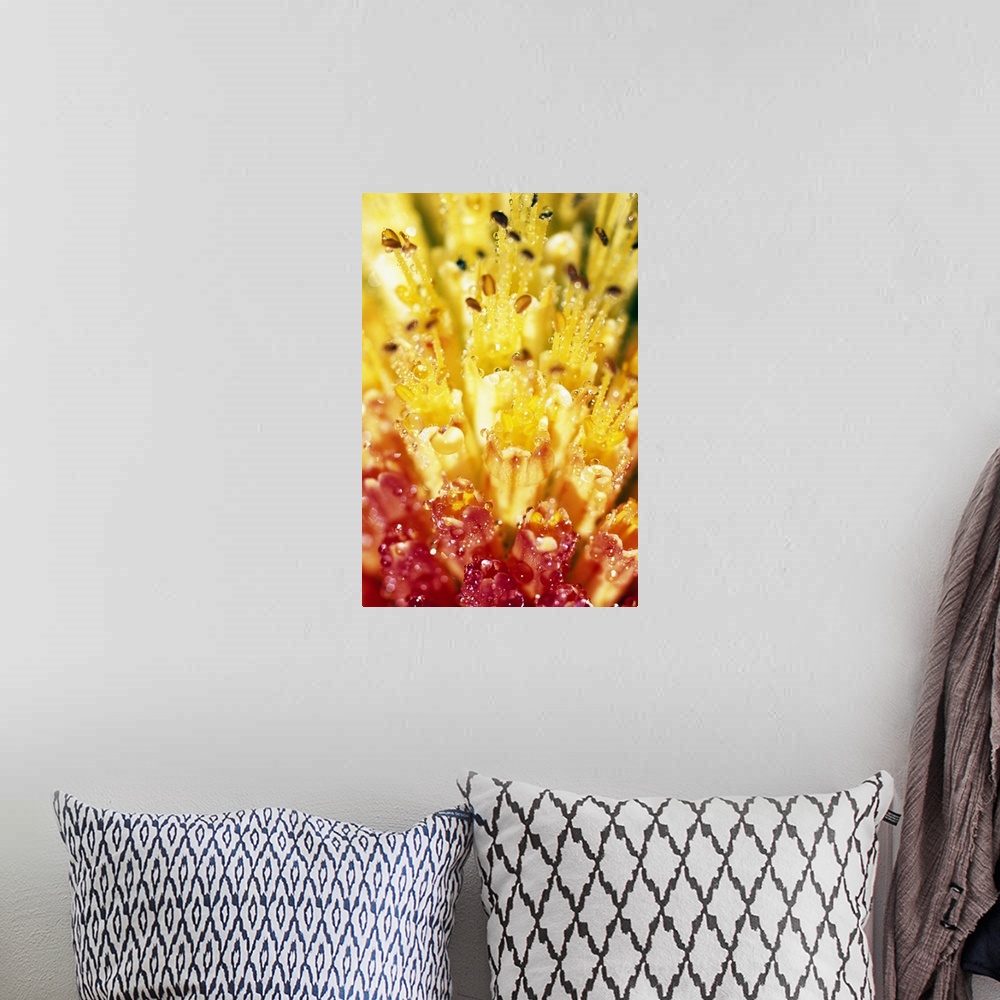 A bohemian room featuring Vertical panoramic up-close photograph of wet flower's stamen.