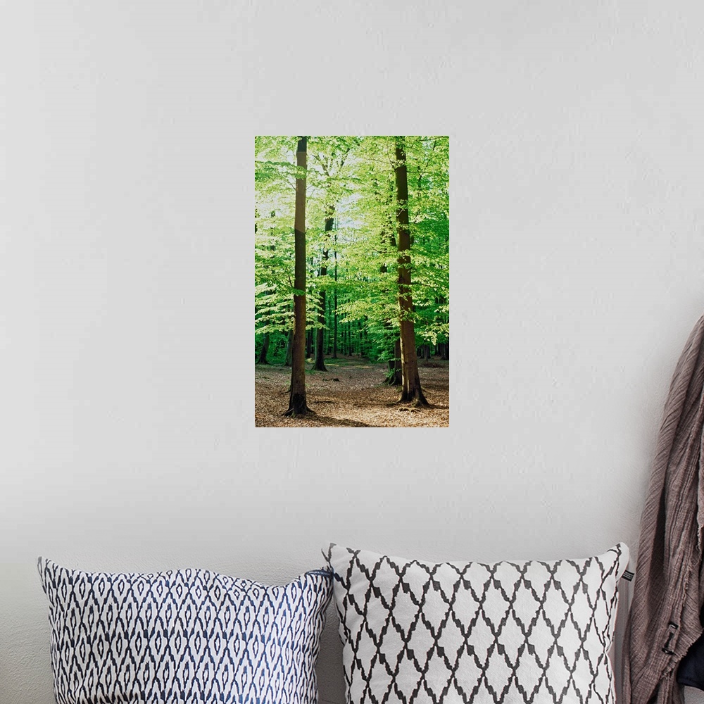 A bohemian room featuring Forest Germany.