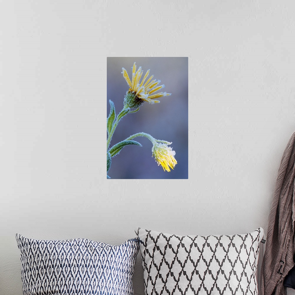 A bohemian room featuring Frost on sunflower blossoms, soft focus close up, Michigan