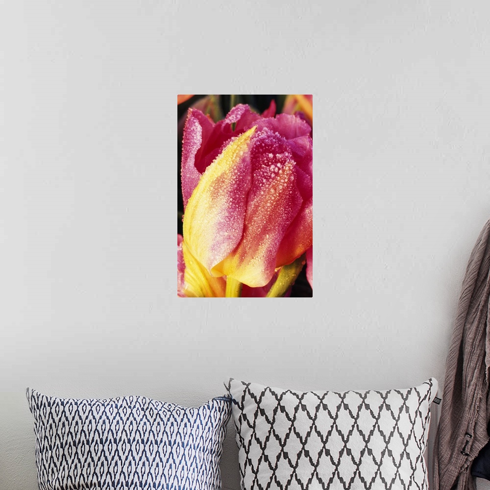 A bohemian room featuring Vertical, large, close up photograph of a bright tulip, its petals covered in frost.