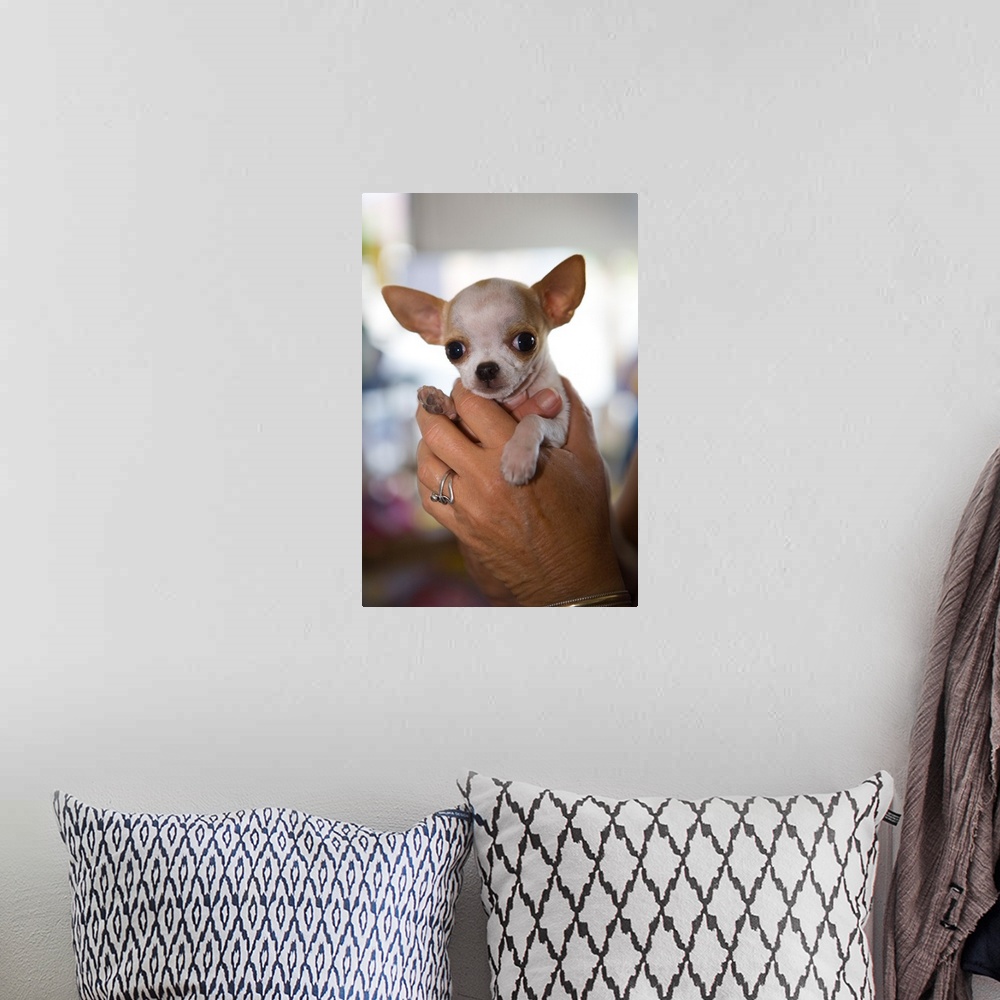 A bohemian room featuring Hands Holding Chihuahua Puppy