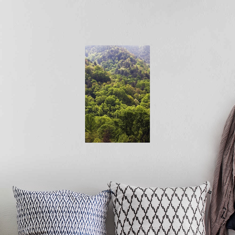 A bohemian room featuring High angle view of Appalachian hardwood forest, spring, Great Smoky Mountains National Park, Tenn...