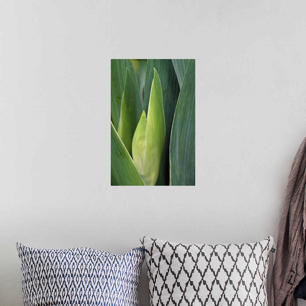 A bohemian room featuring Iris flower (Iris germanica) bud and leaves, close up.