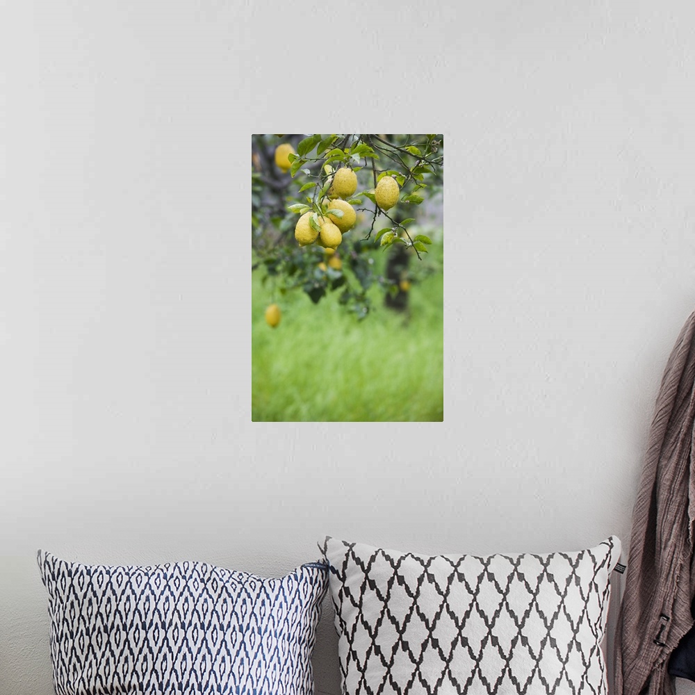 A bohemian room featuring Lemons growing on a tree, Sorrento, Naples, Campania, Italy