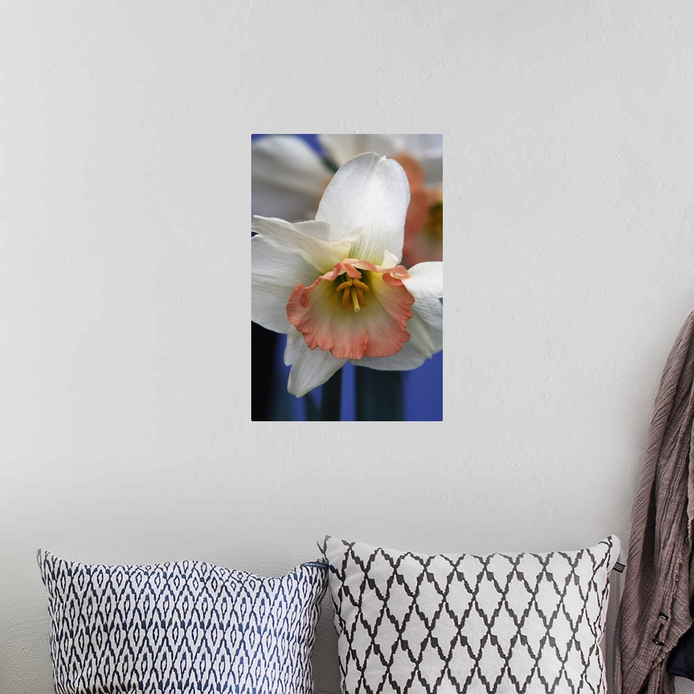 A bohemian room featuring Narcissus or daffodil flower blooming, close up.
