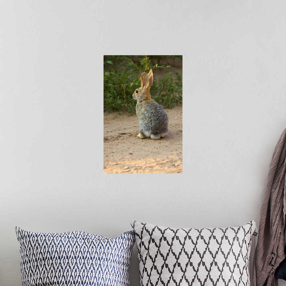 A bohemian room featuring Rear View Of Desert Cottontail Rabbit