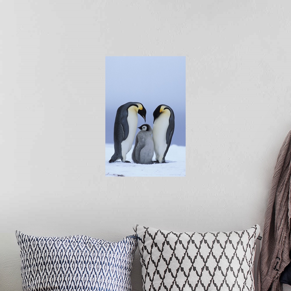 A bohemian room featuring Royal Penguins & Baby