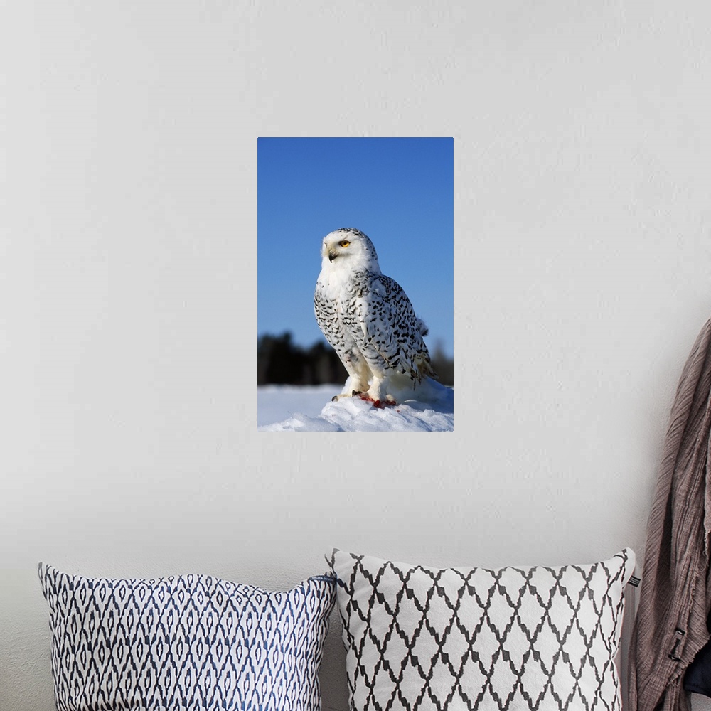 A bohemian room featuring Snowy owl (Nyctea scandiaca) on snow perch, profile.