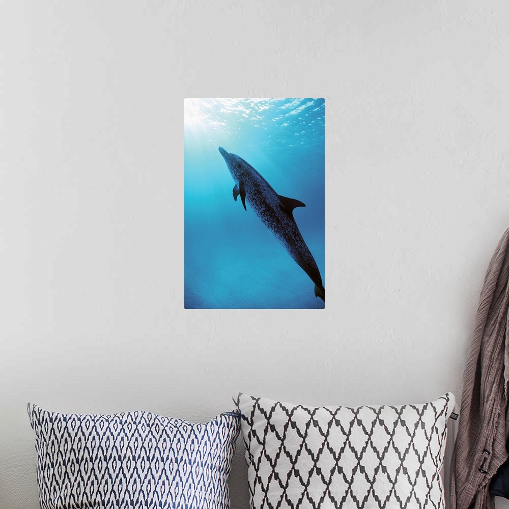 A bohemian room featuring Spotted Dolphin