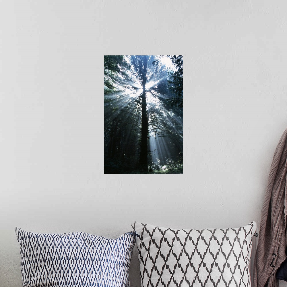 A bohemian room featuring A picture taken in a forest while looking up through the trees as the sun rays beam through.