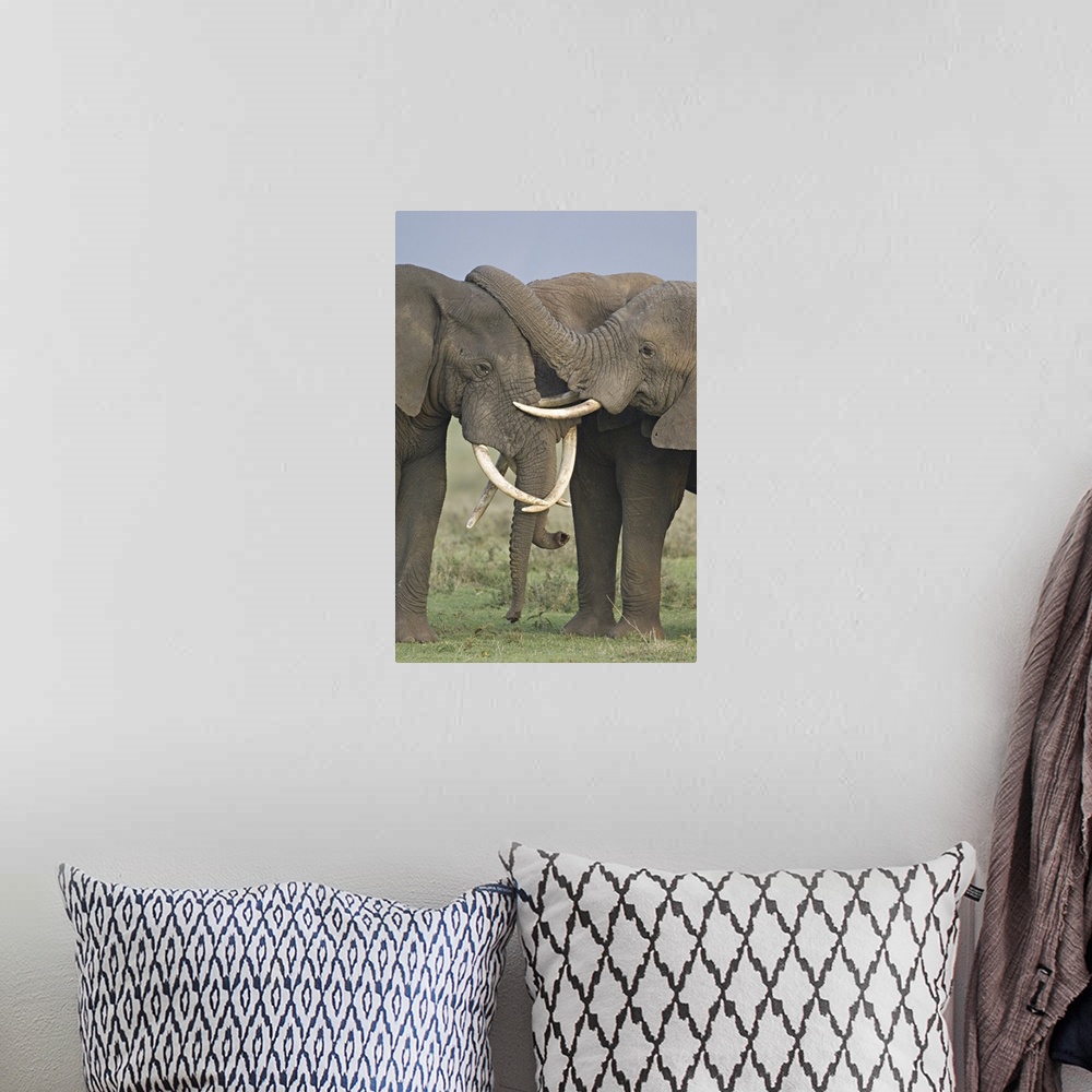 A bohemian room featuring Three African elephants fighting in a field, Ngorongoro Crater, Arusha Region, Tanzania (Loxodont...