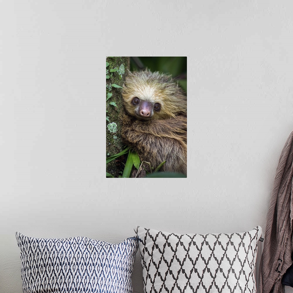 A bohemian room featuring Two-Toed Sloth (Choloepus didactylus), Tortuguero, Costa Rica